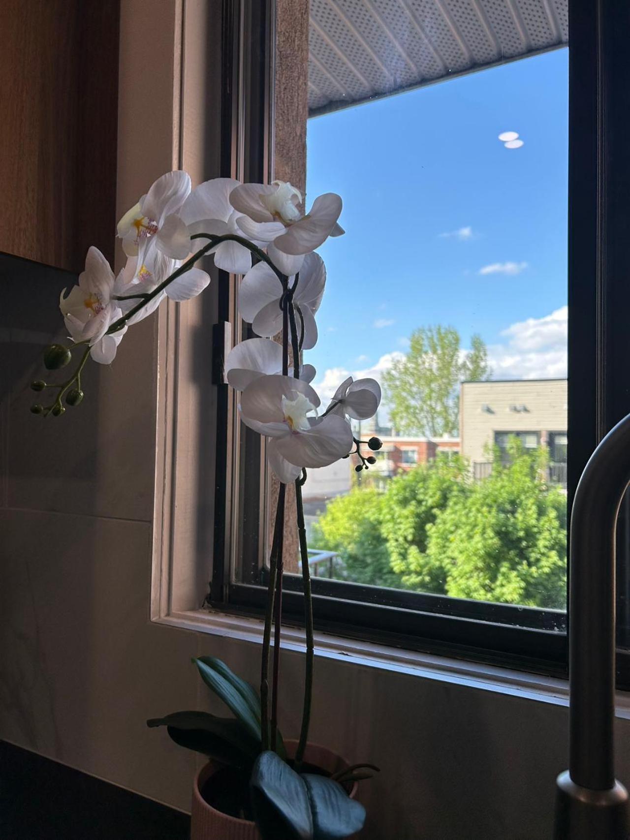 Orchid Lodgement Montréal Exteriör bild